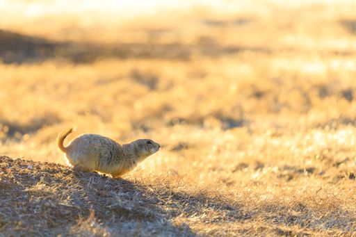 A selective focus shot of the American gopher in its natural habitat