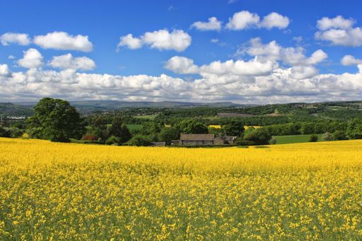 A beautiful view of a yellow flower field in a rural area under a cloudy blue sky