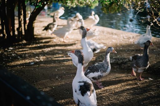 The white and gray geese walking on the ground next to the lake