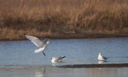 A closeup shot of Central Asian gulls walking near the water
