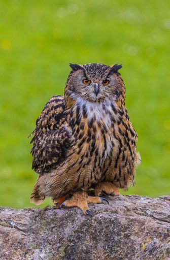 A vertical shot of a Eurasian eagle-owl (Bubo bubo) sitting on a rock