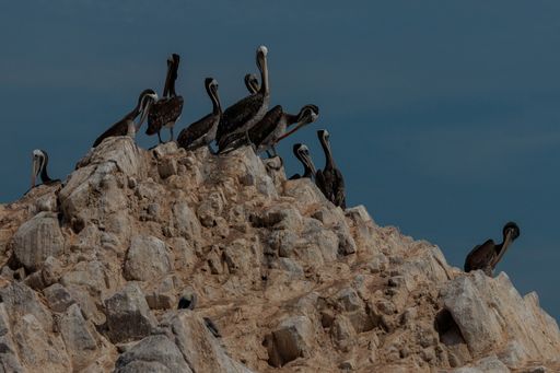 A group of Cormorant birds standing on the edge of a rugged cliff on Islas Ballestas coast