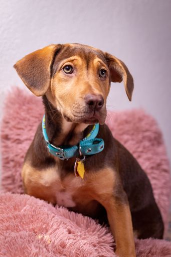A cute brown Polish Hound dog with a blue collar sitting on the soft pillow at home