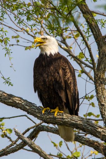 A close-up shot of a bald eagle perched on a tree twig on a blurred background