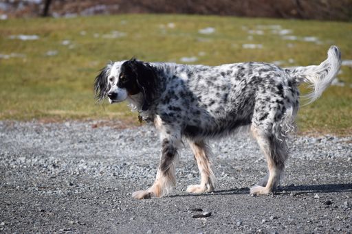 A selective focus shot of the English setter dog in a park