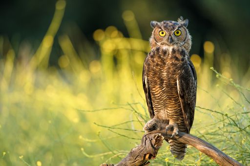 A shallow focus portrait of an adorable owl against blurry background