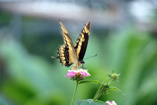 A selective focus shot of an Old World Swallowtail butterfly perched on a light pink flower