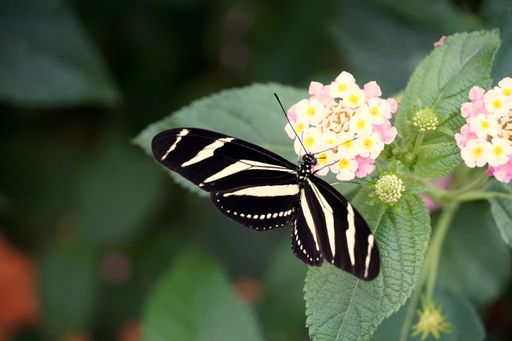 A closeup shot of a Zebra Longwing butterfly with open wings on a light pink flower surrounded by leaves