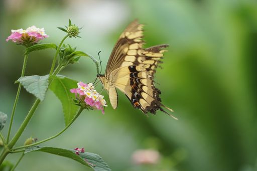 A selective focus shot of an Old World Swallowtail butterfly perched on a light pink flower
