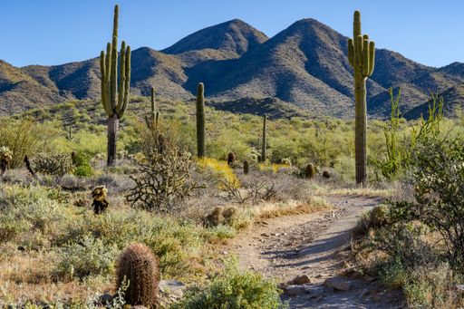 The image shows a trail leading through the desert and between some saguaro cacti toward the distant mountains