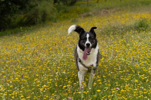 black and white border collie dog playing in a meadow with flowers on a sunny day