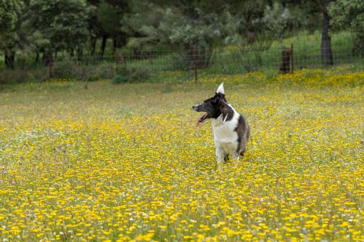 black and white border collie dog playing in a meadow with flowers on a sunny day