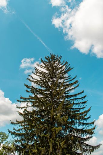 A vertical shot of spruce under a cloudy sky in Fairport, NY
