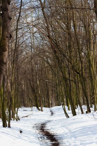 A vertical shot of the narrow snowy trail passing through the forest.