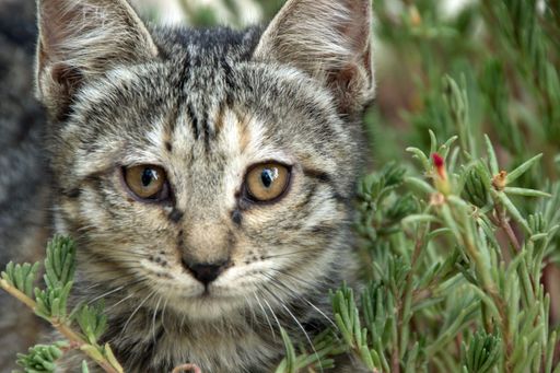 A closeup shot of a cute cat looking at the camera standing near plants with a blurred background