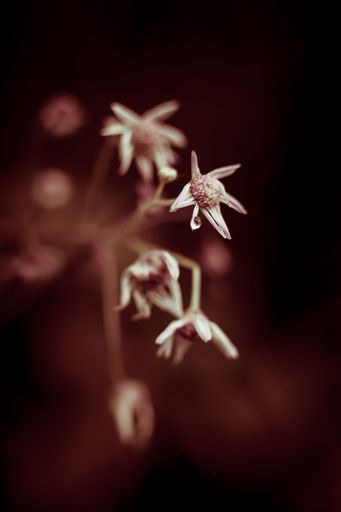 A vertical close-up shot of some dry daisies in a dark blurry background.
