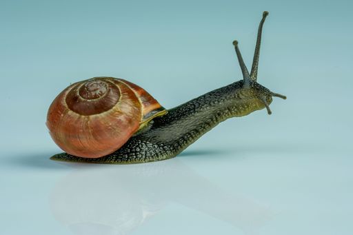 A closeup shot of a snail isolated on a white background