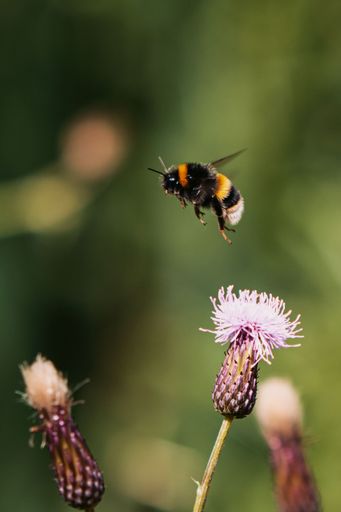 A vertical closeup of Bombus terrestris, the buff-tailed bumblebee flying above the flowers.