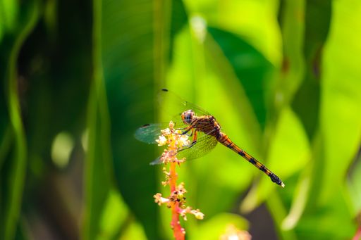 A macro of a dragonfly on a plant