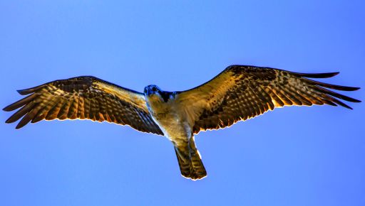 A large hawk flying in a bright blue sky