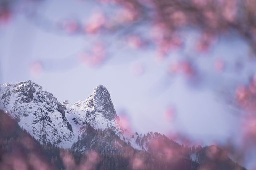 Snow-covered Pierre Avoi mountain framed by Japanese plum in bloom in Saxon Valais Switzerland