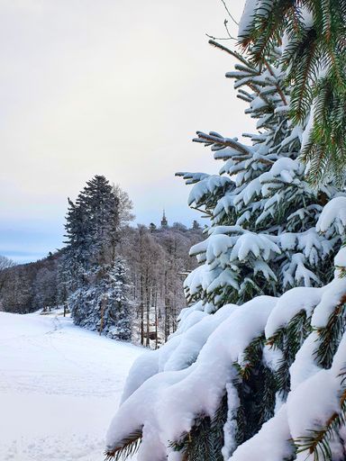 A vertical shot of a beautiful forest during winter
