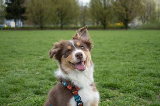 A closeup shot of an Australian Shepherd looking into the camera