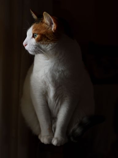 A vertical shot of a beautiful cat standing in a dark corner and watching out from the window