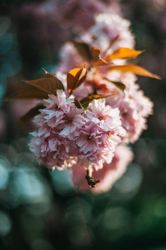 A closeup shot of beautiful pink cherry blossoms on a tree during daylight