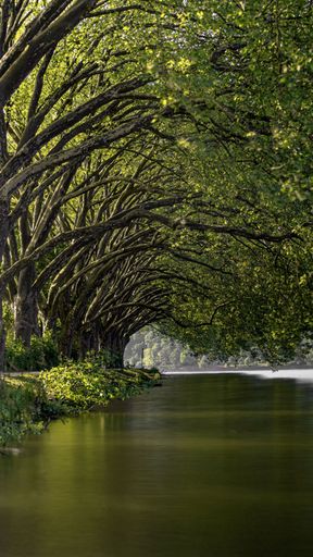 A vertical shot of rows of trees on a walkway beside a lake