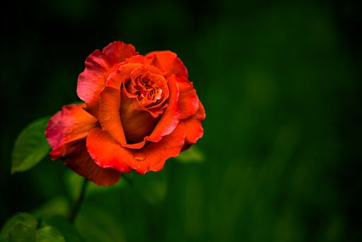 A shallow focus shot of a red Rose flower