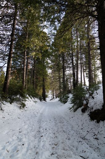 A vertical shot of a beautiful forest landscape covered in white snow in winter in California