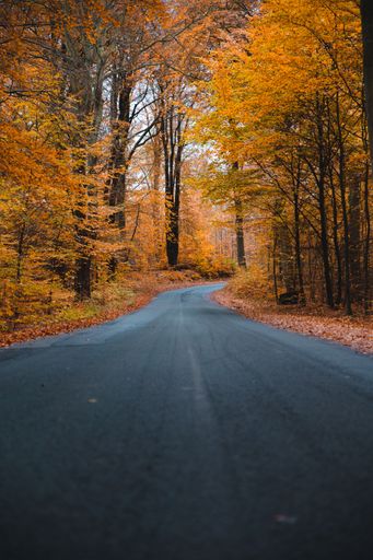 A vertical shot of an asphalt road going through a colorful forest with orange leaves falling down