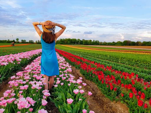 A young girl in a blue dress walking in a field of colorful tulips in a rural area