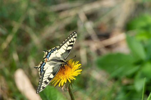 Old World swallowtail, Papilio machaon. Black and yellow butterfly sitting on a flower. Insect photography taken in Sweden in summer.
