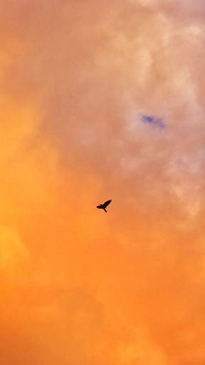 A silhouette of a bird flying alone in an orange and cloudy sky in time of sunset
