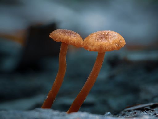 A closeup shot of small brown mushrooms with blurred background