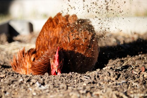 A closeup shot of a brown hen digging and taking a dust bath on a field