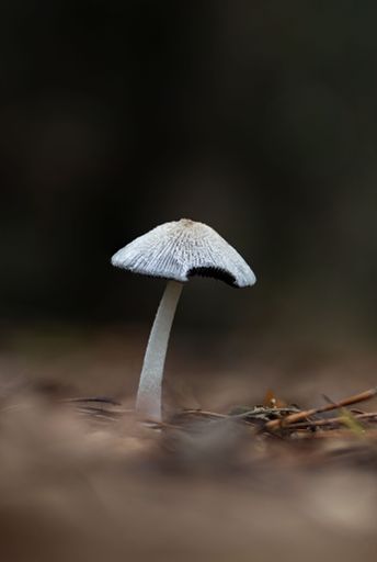 A vertical shot of a coprinus fungus growing in the forest on a blurry background