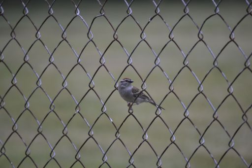A closeup shot of a common sparrow perched on a fence