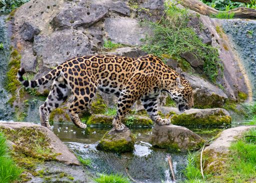 A wild jaguar stepping over a stream on the rocks in Manchester, United Kingdom