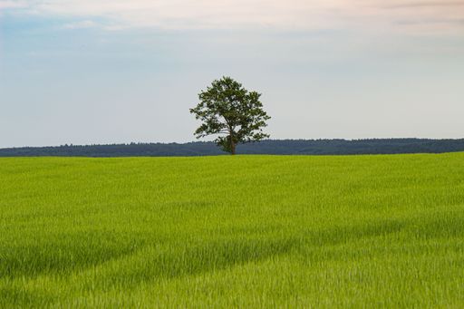 A beautiful view of a lonely tree in the middle of a green field