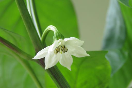 Isolated Macro of pure white Italian sweet pepper flower blossom