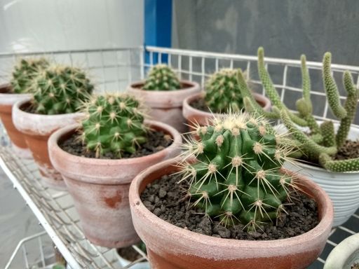 A closeup shot of different cactuses in small pots