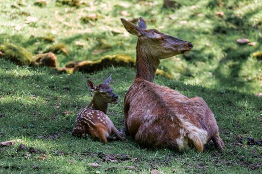 A mother doe and her fawn laying on a clearing in the forest