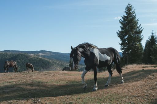A close shot of a black and white horse walking on the mountain with a clear sky in the background