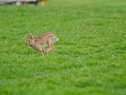 A scenic view of a cute, little rabbit running on a field in a park