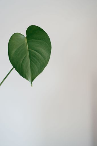 A closeup shot of a a philodendron plant leaf with a white wall background