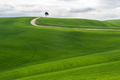 A horizontal shot of an isolated tree in a green field with a pathway under the cloudy sky