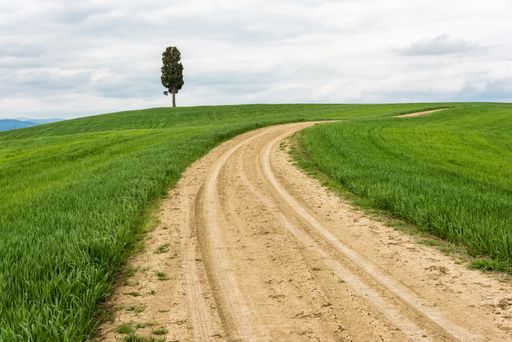 A horizontal shot of an isolated tree in a green field with a pathway under the cloudy sky